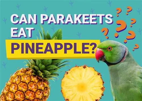 Kan parakitter spise ananas? Dyrlægen har gennemgået fakta & Info, du har brug for at vide