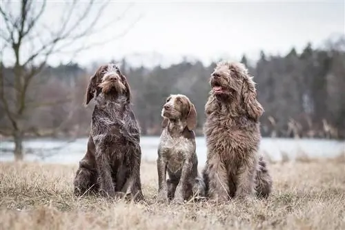 Spinone Italiano Dog Breed Guide. Info, Pictures, Care & Ավելին: