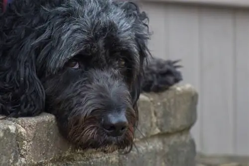 Springerdoodle Köpek Irk Rehberi: Resimler, Bilgi, Bakım & Daha Fazlası