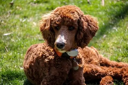 Poodle Dog Breed Guide. Info, Pictures, Care, Traits, & Ավելին