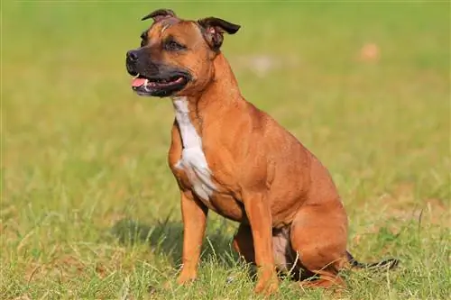 Staffordshire Bull Terrier Köpek Cinsi: Bilgi, Resimler, Bakım & Daha Fazlası