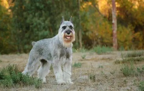 Standard Schnauzer hunderaseguide: bilder, info, omsorg, & Mer