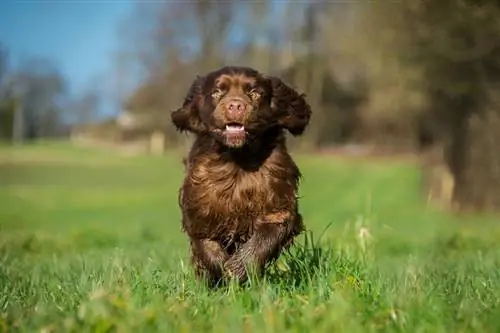 Guida alle razze canine del Sussex Spaniel: informazioni, immagini, cura & Altro