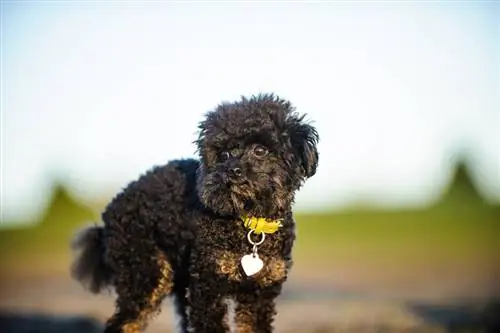Teacup Guida alle razze di cani barboncini: immagini, informazioni, cure, & Altro