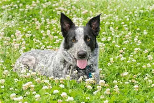 Texas Heeler Dog Breed Guide: ინფორმაცია, სურათები, მოვლა & მეტი
