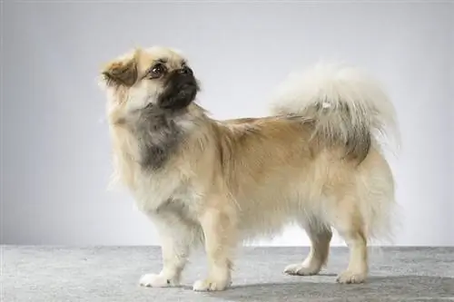 Tibetan Spaniel Aub Phau Ntawv Qhia: Info, Pictures, Care & More