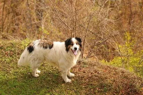 Panduan Trah Anjing Tornjak: Info, Gambar, Peduli, & Selengkapnya