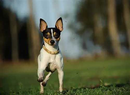 Toy Fox Terrier Sprievodca plemenom psov: Informácie, obrázky, starostlivosť & Viac