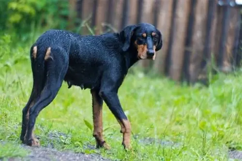 Transsylvanische hondenras: foto's, info, eigenschappen, verzorging, & Meer