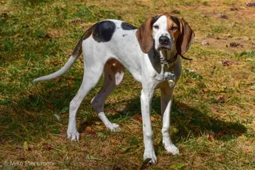 Treeing Walker Coonhound hunderace: billeder, info, træk, pleje, & Mere