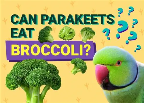 Kan parakitter spise broccoli? Dyrlægen har gennemgået fakta & Info, du har brug for at vide