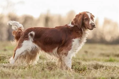 Welsh Springer Spaniel Dog Breed: Mga Larawan, Impormasyon, Pangangalaga, & Higit pa