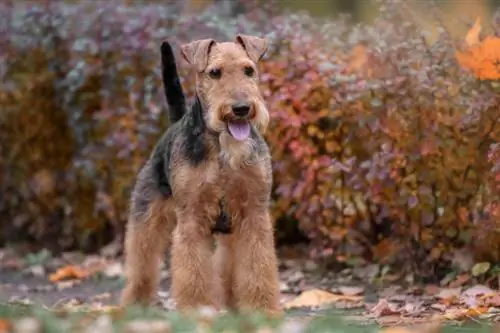 Guia de raça de gossos Welsh Terrier: informació, imatges, cura & Més