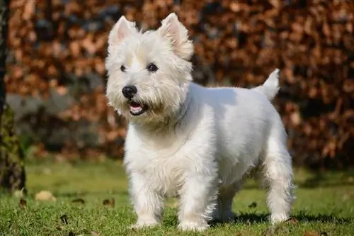 Raça de cachorro West Highland White Terrier: fotos, informações, cuidados, & Mais