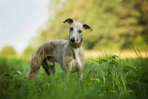 Whippet Dog породасынын колдонмосу: маалымат, сүрөттөр, кам көрүү & Дагы