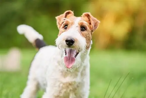 Wire Fox Terrier Dog Breed Guide: ინფორმაცია, სურათები, მოვლა, & მეტი
