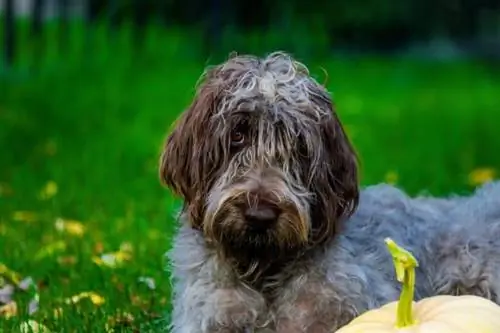 Wirehaired Pointing Griffon Dog Breed Guide: Info, Pics, Care & Higit pa