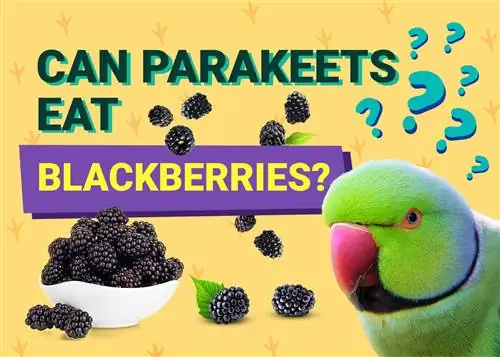 Kan parakiter äta björnbär? Veterinär granskade fakta & Info du behöver veta