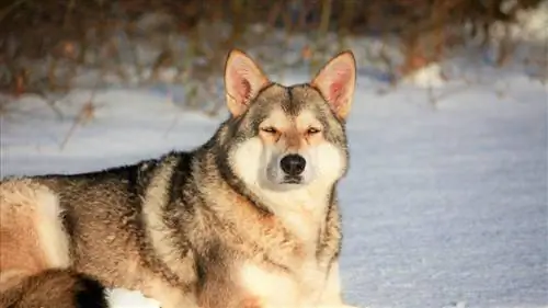 Ghidul rasei de câini de lup Saarloos: informații, imagini, trăsături & Mai multe