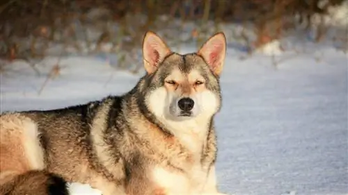 คู่มือสายพันธุ์สุนัข Saarloos Wolfdog: ข้อมูล รูปภาพ ลักษณะนิสัย & เพิ่มเติม