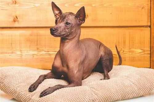Udhëzues për racën e qenve meksikan pa flokë (Xoloitzcuintle): Fotografitë, informacione, kujdes & Më shumë