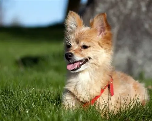 Yoranian (Yorkie & Pomeranian Mix) Raça de gossos: imatges, guia, informació, cura & Més