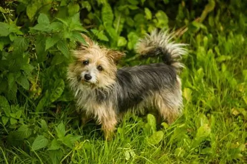 Yorkie Russell Dog Breed Guide: ინფორმაცია, სურათები, მოვლა & მეტი