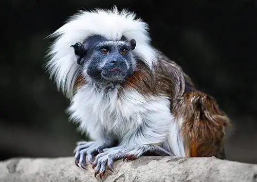 Vai Tamarin Monkey veido labus mājdzīvniekus? Fakti & FAQ
