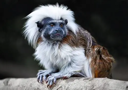 Το Tamarin Monkey κάνει καλά κατοικίδια; Facts & FAQ