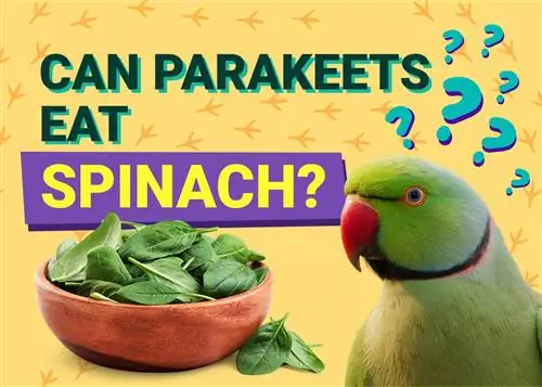 Cov Parakeets puas noj spinach? Vet tshuaj xyuas qhov tseeb & Cov Ntaub Ntawv Koj Yuav Tsum Paub