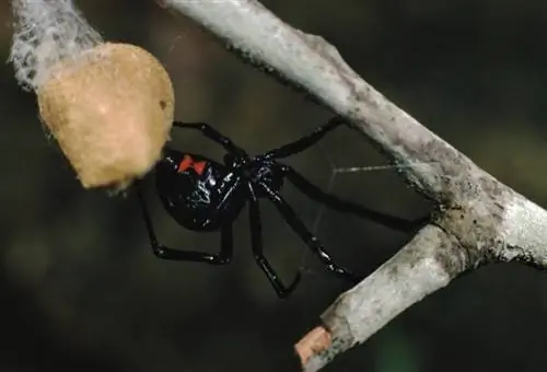 10 pavúkov nájdených v Pensylvánii (s obrázkami)