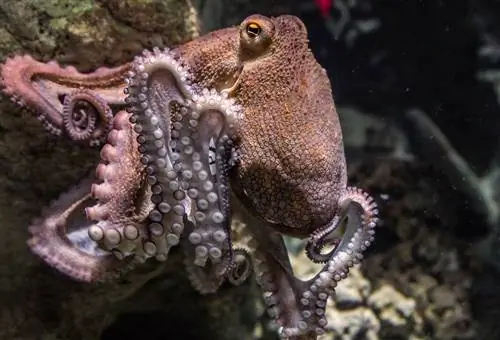 Gumagawa ba ng Magandang Alagang Hayop ang Octopus? Mga Katotohanan, Mga Panganib & Mga Uri