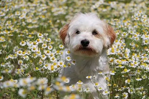 Шнезе (мини шнауцер & хавански) смесена порода кучета: информация, снимки, грижи & Още