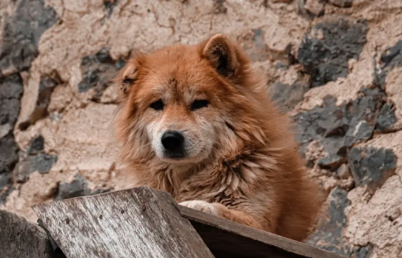 Panduan Baka Anjing Hmong Vietnam: Maklumat, Gambar, Penjagaan & Lagi