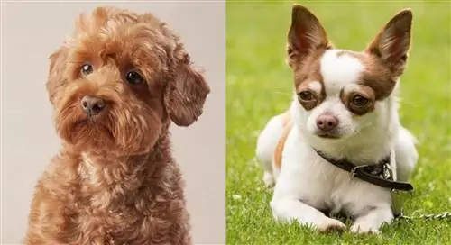 M altipoo Chihuahua Mixed Dog Breed: صور ، معلومات ، دليل العناية ، & المزيد