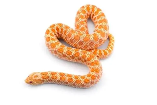 12 Morphs Hognose Snake & Colors (me figura)