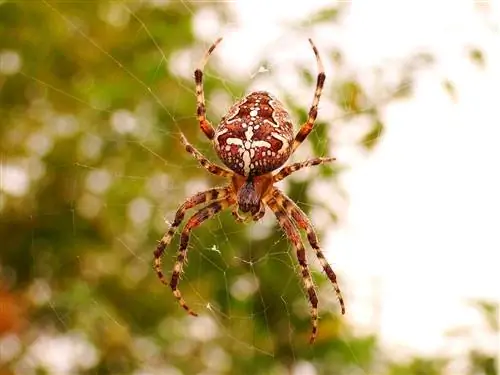 18 العثور على عنكبوت في ألاباما (بالصور)