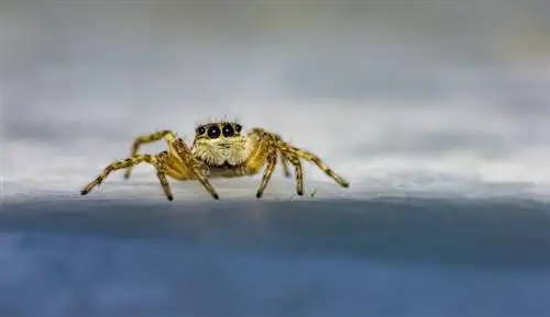 5 عنکبوت در اورگان پیدا شد (همراه با تصاویر)