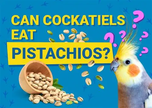 Kan kakatier spise pistacienødder? Hvad du behøver at vide