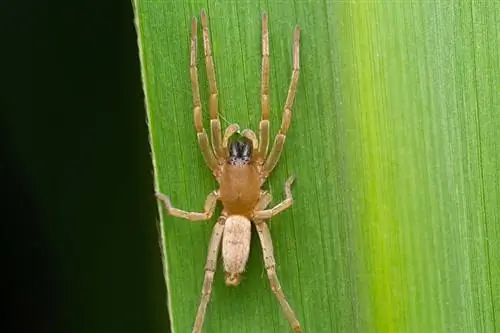 ছবি