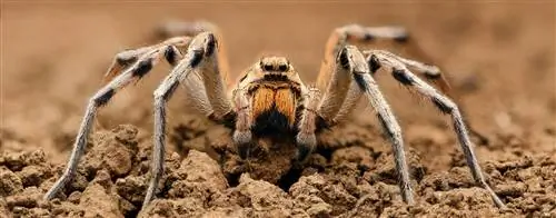 20 con nhện được tìm thấy ở Hawaii (kèm Ảnh)