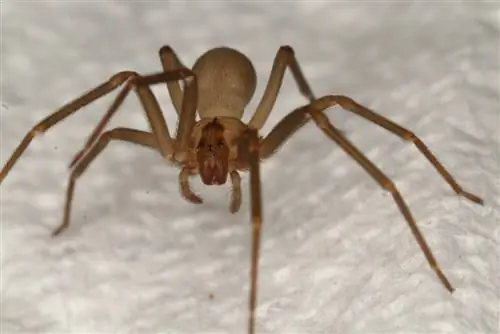 17 araignées trouvées dans le Tennessee (avec photos)