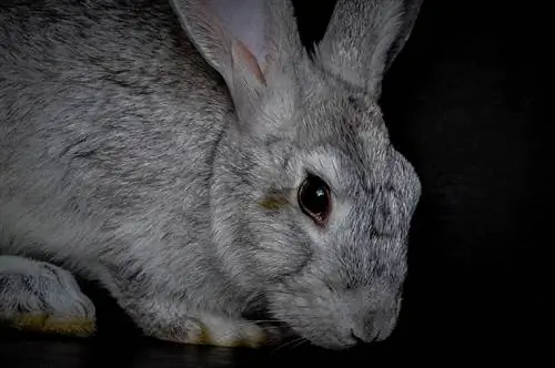 Kan kaniner se i mørket? Er de nataktive? Fakta & FAQ