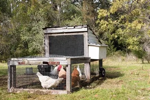 8 DIY Chicken Tractor Plans You Can Make Today (Nrog duab)
