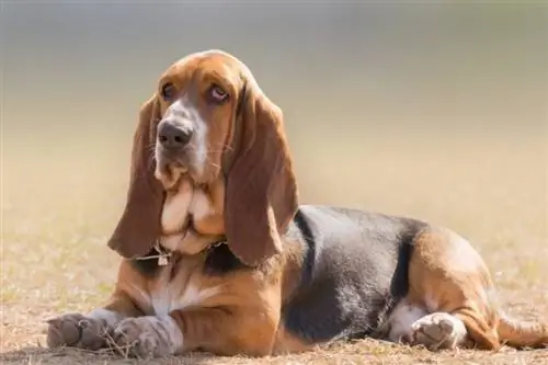 Hur mycket fäller en Basset Hound? Fakta & FAQ