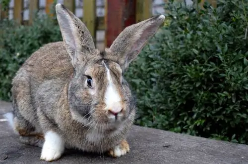 10 razze di conigli più grandi del mondo (con immagini)