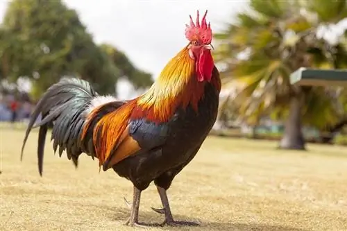 Hoe om aggressiewe hane te hanteer (10 bewese maniere)