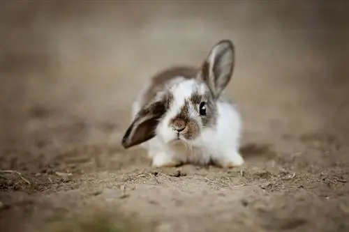 10 plus petites races de lapins au monde (avec photos)