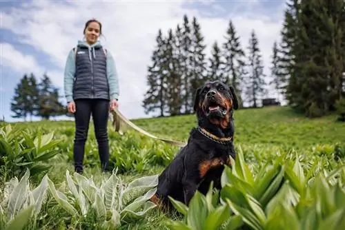 Mon chien reste assis en marchant : 6 raisons possibles