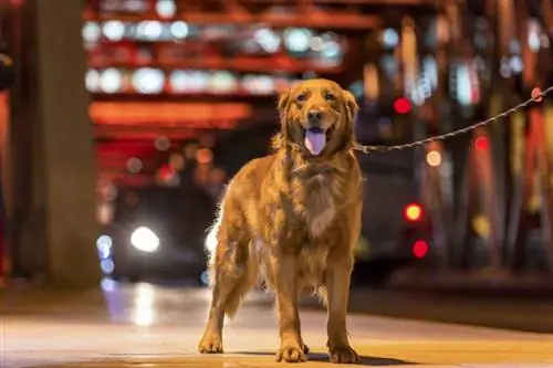 Com passejar el vostre gos amb seguretat a la foscor: 10 consells crucials